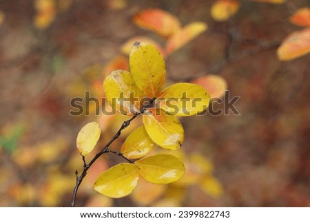red and yellow leaves in autumn Royalty-Free Stock Photo #2399822743