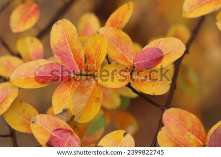 red and yellow leaves in autumn Royalty-Free Stock Photo #2399822745
