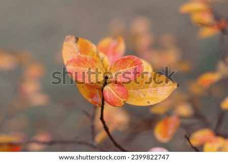 red and yellow leaves in autumn Royalty-Free Stock Photo #2399822747
