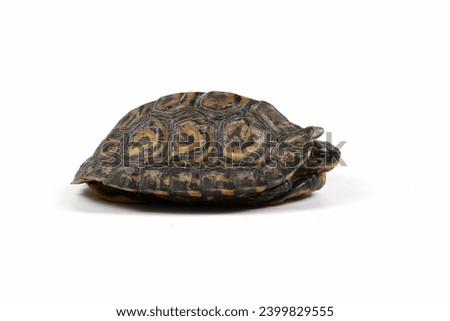 Ornate Wood Turtle closeup from side view, Ornate Wood Turtle "Glyptemys insculpta" closeup on isolated background