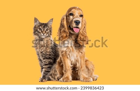 Sitting cat and dog, English cocker spaniel and Maine Coon kitten cat looking away against yellow background Royalty-Free Stock Photo #2399836423