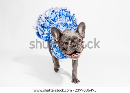 French Bulldog in a Stylish Dress on a White Background Royalty-Free Stock Photo #2399836495