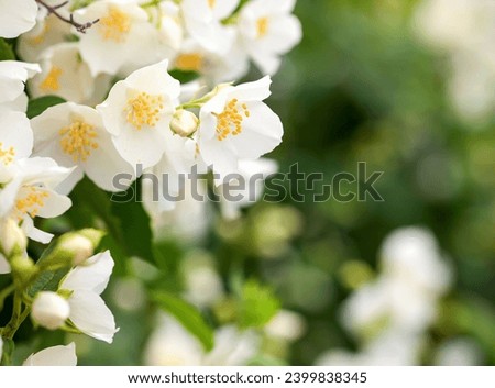 Jasmine flower blooming jasmine shrub in June. Jasmine flowers. White flowers. Photo of nature. Royalty-Free Stock Photo #2399838345