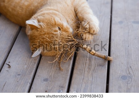 A red cat plays with valerian root.