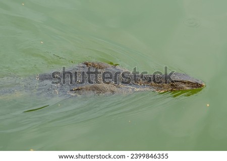 Monitor lizard swims in a pond in a city park in Thailand