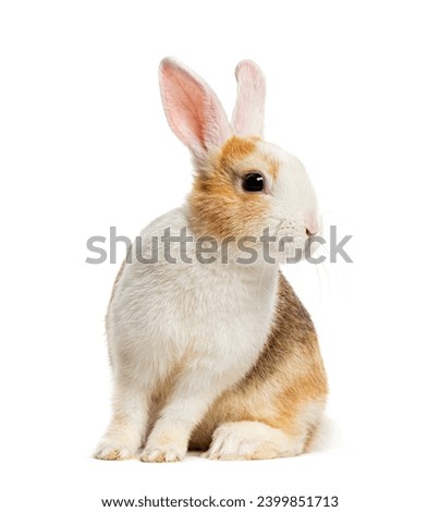 Rabbit looking at the camera with curiosity, isolated on white, isolated on white