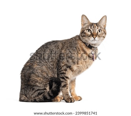 Tabby striped crossbreed cat wearing a cat collar, isolated on white