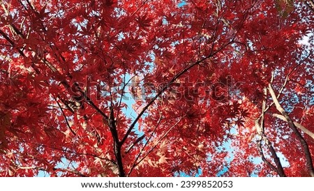 Red maple tree in Japan. Autumn season background