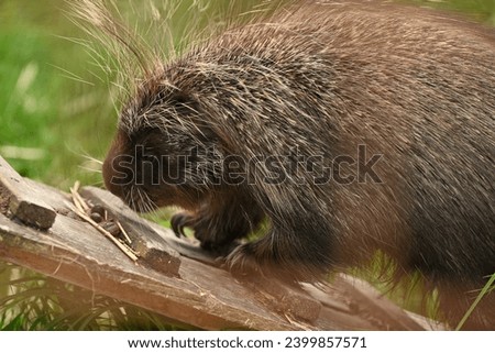 Porcupines native to Alaska are known as Alaskan porcupines or unicorn hedgehogs. They are the largest and most northern of all porcupine species. Alaskan porcupines have the ability to survive in the