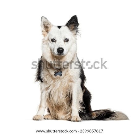 Mongrel Dog wearing a dog collar, isolated on white Royalty-Free Stock Photo #2399857817
