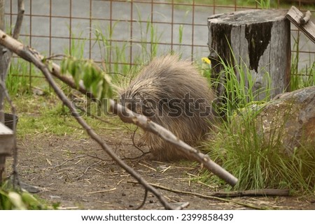 Alaskan porcupines are nocturnal animals and spend most of the day sleeping in their shelters, such as burrows or hollows. They usually do not travel in large groups, preferring to lead a solitary
