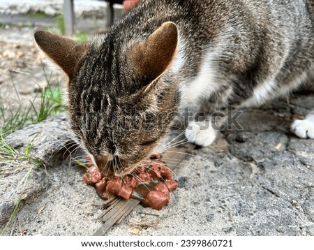 Macro photo eating cat. Stock photo animal cute little kitty cat
