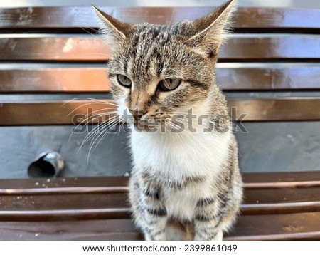 Macro photo cute cat. Stock photo animal cute little kitty cat