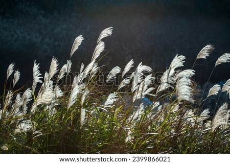 White silver grass (miscanthus) flowers sway in the wind. Enjoy the warm winter sunshine and fresh air. Ruifang Caoshan Hiking Trail.