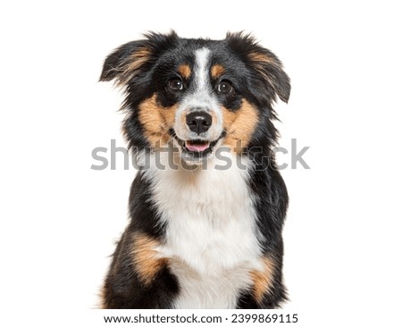 Head shot of a Happy tri-color Mongrel dog looking at the camera, isolated on white Royalty-Free Stock Photo #2399869115