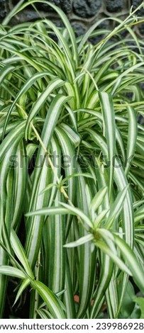 Picture of grown spider plant with its stem and used as garden decoration