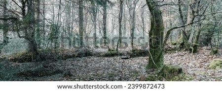 Idless woods in cornwall england uk 