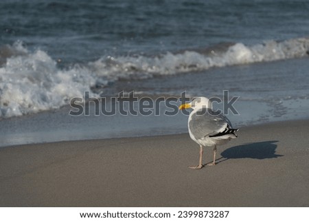 a seagull is standing in sunlight on the beach of the Baltic Sea and looks to the left side, the wind creates a strong surf