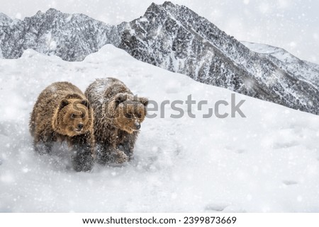 Two adult brown bears in cold time. Animal in wild winter mountain. Action wildlife scene with dangerous animal