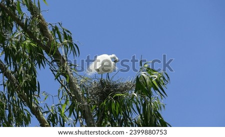 Tra Su Cajaput Forest in South Viet Nam : Little egret Egretta garzetta perched on a branch and Nesting