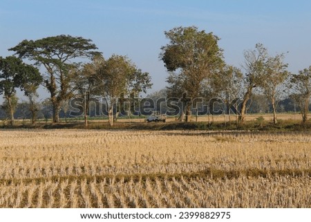 Dry rice fields after harvest during the dry season, with green trees and clear blue sky background. Country side view Royalty-Free Stock Photo #2399882975