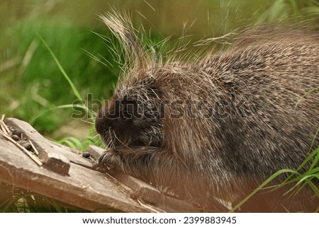 The North American porcupine is the second largest rodent in North America after the beaver: its body length is 60-90 cm, its thick tail is up to 30 cm long; weight 5-14 kg