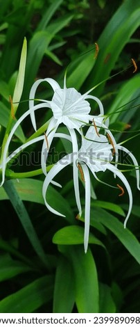 Outstanding picture of gorgeous Spider lily flowers with green leaves 