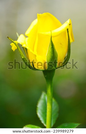Yellow rose in garden.