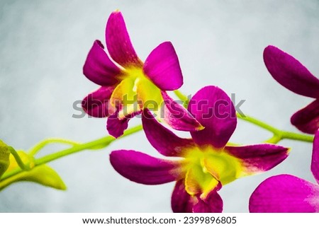 photo of orchids or Orchidaceae flowers which are colorful and beautiful