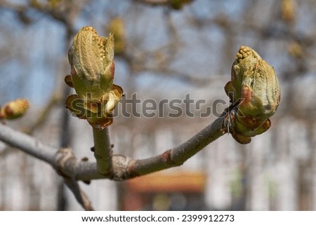 Chestnut flower buds bloom and inflorescences appear. Spring.