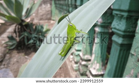 Green grasshopper (Oxya Serville) perched on a leaf, showcasing its vibrant hue and natural elegance. Insect life in close-up detail on green foliage Royalty-Free Stock Photo #2399912559