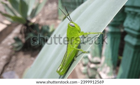 Green grasshopper (Oxya Serville) perched on a leaf, showcasing its vibrant hue and natural elegance. Insect life in close-up detail on green foliage Royalty-Free Stock Photo #2399912569