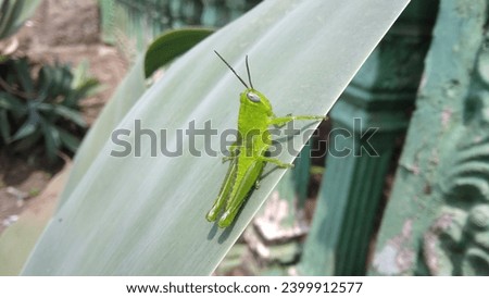 Green grasshopper (Oxya Serville) perched on a leaf, showcasing its vibrant hue and natural elegance. Insect life in close-up detail on green foliage Royalty-Free Stock Photo #2399912577