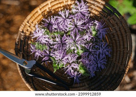 Fresh Purple Bee Balm Cut from the Garden in a Wooden Basket Royalty-Free Stock Photo #2399912859