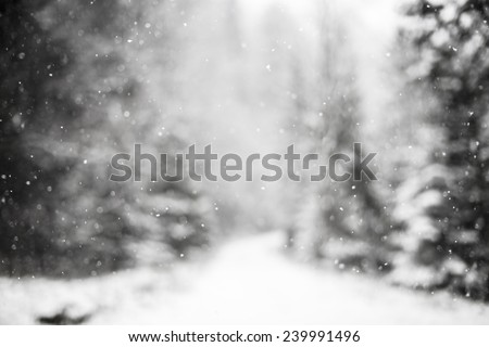 Snowing snowflakes against winter forest. Royalty-Free Stock Photo #239991496