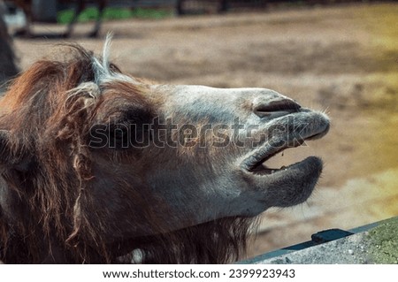 The Bactrian camel (Camelus bactrianus), Close-up of an animal's head in a zoo, Ukraine Royalty-Free Stock Photo #2399923943