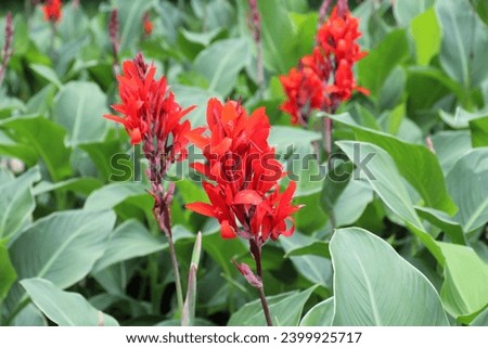 In summer, red cannas bloom in the flowerbed