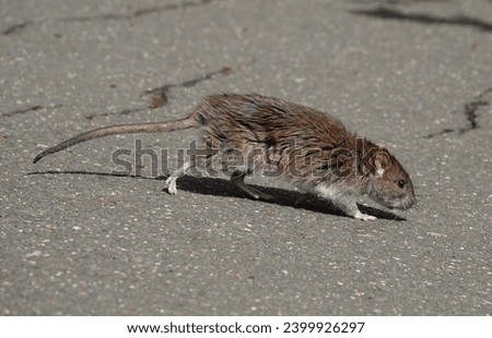 A brown rat, rattus norvegicus, scurrying across a path in an urban park. Royalty-Free Stock Photo #2399926297