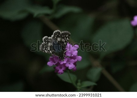 butterflies in the garden, arizona
