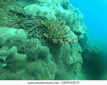 Coral reefs observed in Pigeon Island Sri Lanka while snorkeling. 