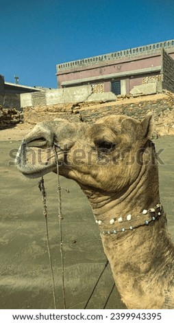 Camel At Beach Close Beautiful Picture