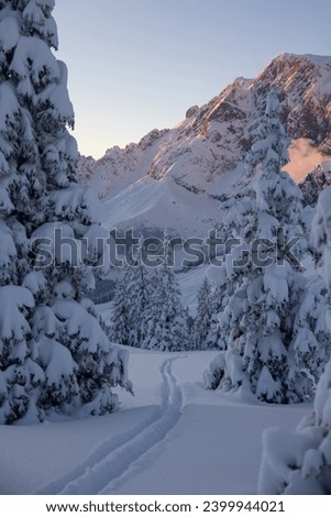 Alpine winter landscape with ski tracks in snowy forest