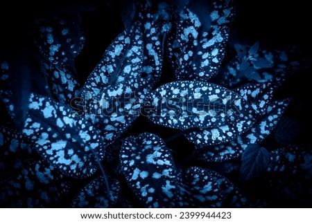 tropical leaves, abstract nature background, dark blue toned