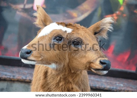 anomaly in the animal's body. The calf has two heads Royalty-Free Stock Photo #2399960341