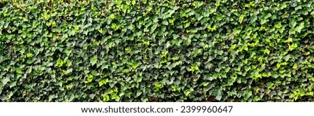 Hedera helix green creeping plant as a background for design.
Natural  texture of ivy.Banner with copy space.Selective focus.