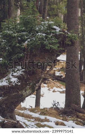 natural regeneration - young spruce trees growing on a rootstock Royalty-Free Stock Photo #2399975141