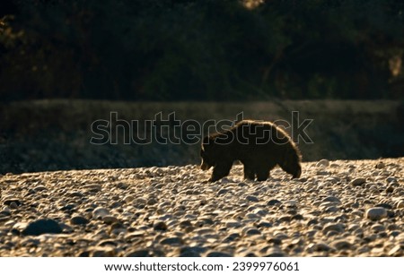 Beautiful landscape of Jim Corbett and The Sloth bear. This can be used in Wildlife articles as well as magazine cover.