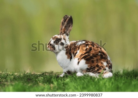 Beautiful tricolor rex rabbit in summer Royalty-Free Stock Photo #2399980837
