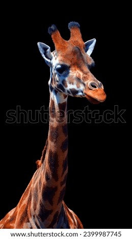 Giraffe (Giraffa camelopardalis) is an African even-toed ungulate mammal, the tallest of all extant land-living animal species, and the largest ruminant. Royalty-Free Stock Photo #2399987745