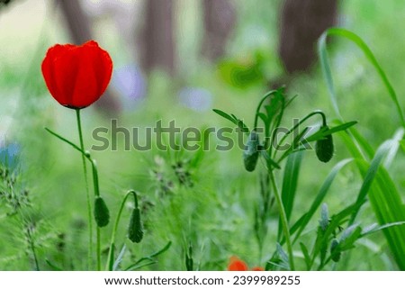 red poppy flower against blue sky . High quality photo